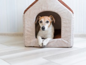 Dog House Services